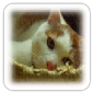 スマホ猫でも分かるセブンカードプラスの詳細ページ