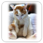 スマホ猫でも分かる漢方スタイルクラブカードの詳細ページ